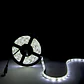 Faixa de 300 LEDs 80W 4.400Lm CRI85 6000ÂºK SMD5630 12VDC x5M 40.000H [CA-PL219010-CW]-Branco Frio - Thumbnail 1