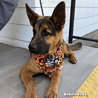 Scrunchiedana Mickey & Friends Halloween 3