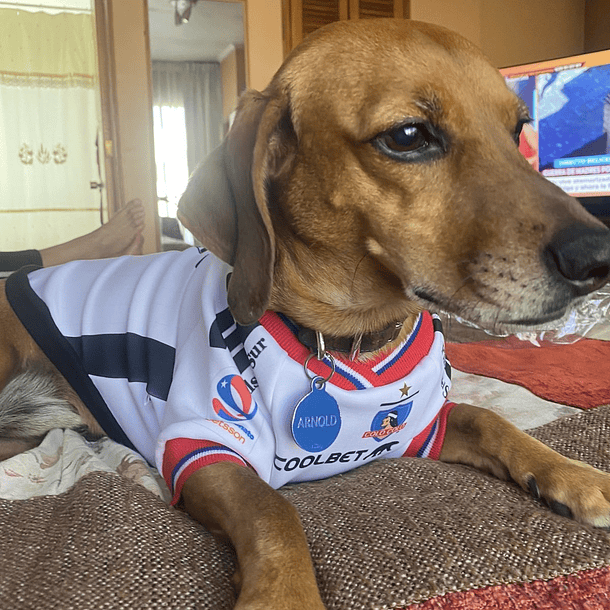 Polera Mascota Colo Colo 2023 Local 3