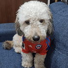 Polera Mascota Selección Chile 2024 4