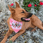 Scrunchiedana Mickey Ugly Sweater 3