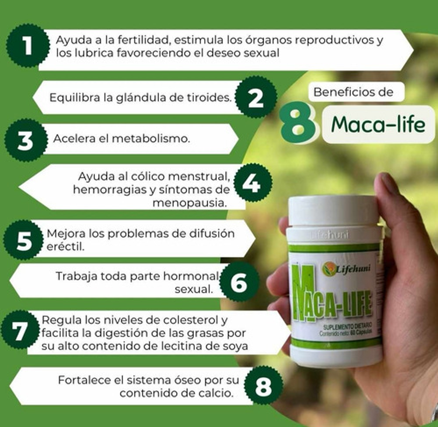 Kit Lifehuni Divi Her + Maca Life Té Verde Cápsulas Veganas X60 Natural 5