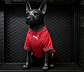 Camisola Pet Portugal I - FIFA WC 2026 - thumbnail 1