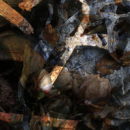 The River "A Hollow Full Of Hope" CD 