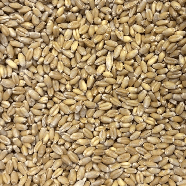 Trigo en granos 1