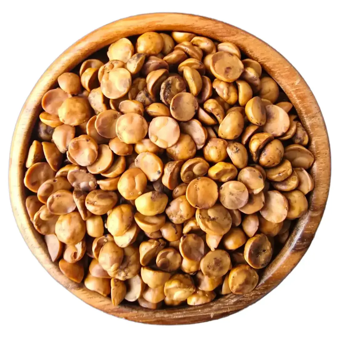 Avellana Chilena 2
