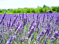 Saqueta Campos Lavanda  - vignette 2