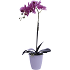 Flor Orquidea Artificial Rosa 47 Cm 1