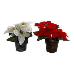 Planta Poinsetia Con Pote Flor Roja / Blanca