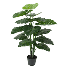 Planta Alocasia Con Pote Negro 90 Cm