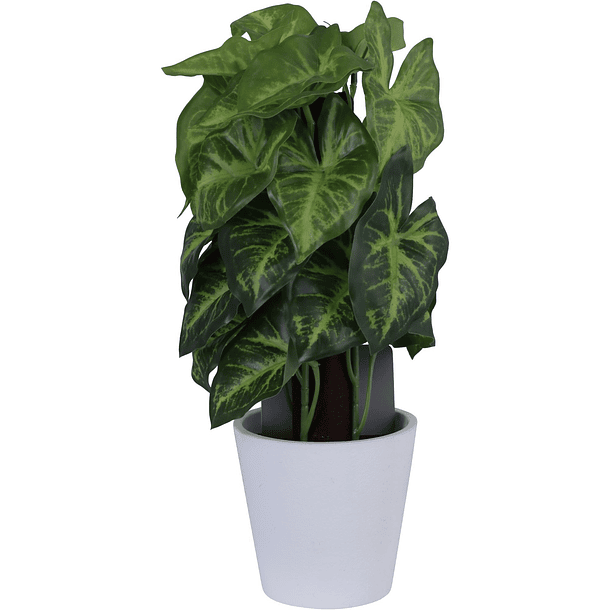Planta Singonio Verde  Con Pote Blanco 15 X 15 X 25 Cm 1