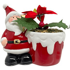 Planta Decorativa Con Maceta Santa Claus De 14.5 Cm