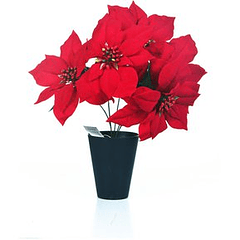 Poinsettia Roja Con Pote Plástico Negro