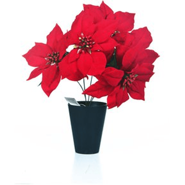 Poinsettia Roja Con Pote Plástico Negro 