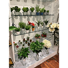 Ramo Artificial Fitonia Cucaracha 4 Surtido 10X10X38Cm Concepts 592-370430 2