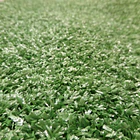 Grama Artificial Garden Grass 10mm 3