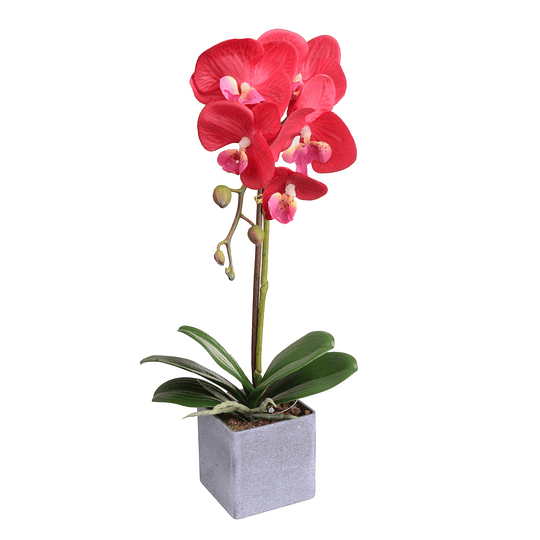 Orquídea C/Pote Vinotinto