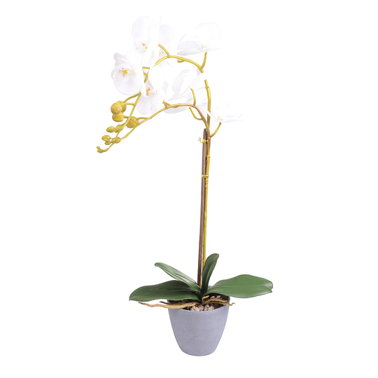 Orquidea C/Pote Blanca