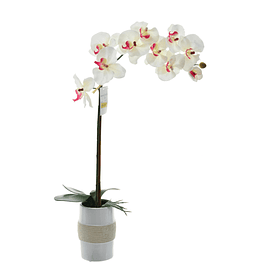 Orquídea Blanca Con Maceta