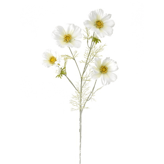 Flor Cosmos Blanca