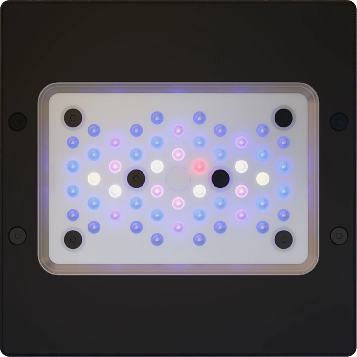 Radion XR15W Blue Gen 6 1