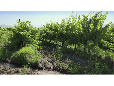 aerial video Rancagua grape 04