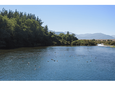 Photo ducks in the water - Maule_0513