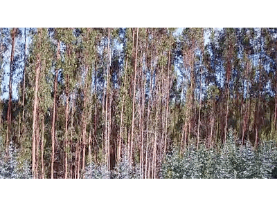 aerial video southern forest