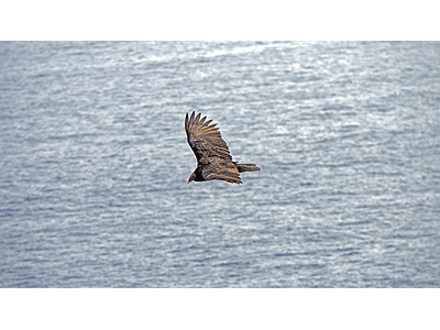 Photo Chilean Buzzard Antofagasta 01