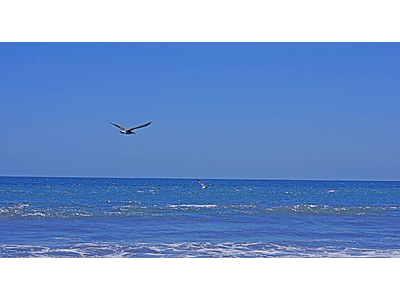 photo bird flying over the sea 01 bird couple
