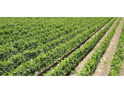 Video vineyards # 04