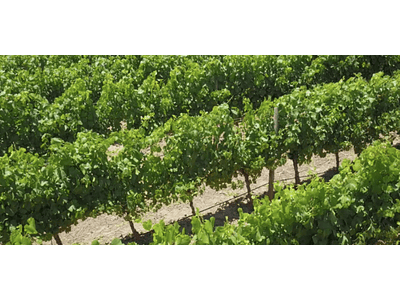 Video vineyards # 05