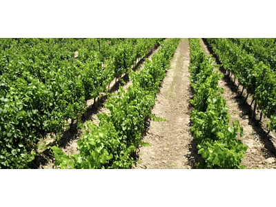 Video vineyards # 06