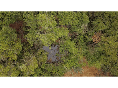 Video bosque nativo sn fer 02