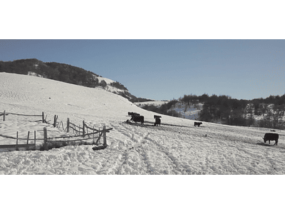 Aerial Video Aysen Winter # 01 (animals)