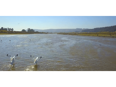 Video Gaviotas en Rio Maipo #06 (gaviotas en el rio Maipo)