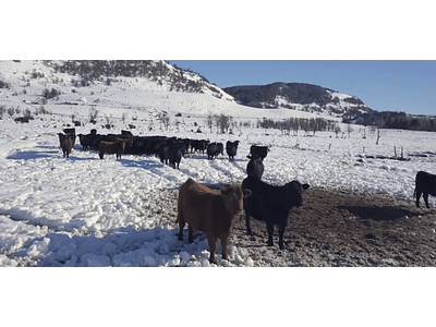 Aerial video Aysén Winter # 25 (cattle in the snow)