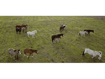 Video Field Horses # 01