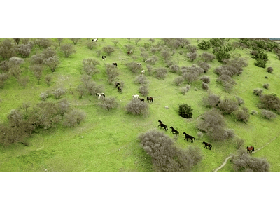Video Manada Caballos Región del Maule #01