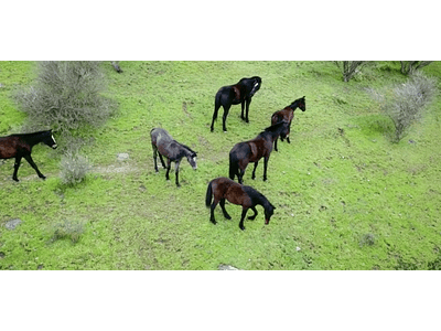 Video Herd Caballos Region del Maule # 02
