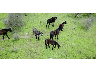 Video Manada Caballos Region del Maule #02