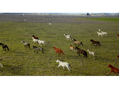 Video Field Horses # 02