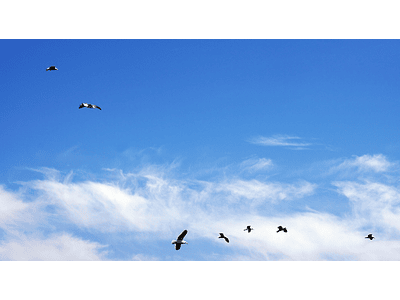 photo seagulls flying 01