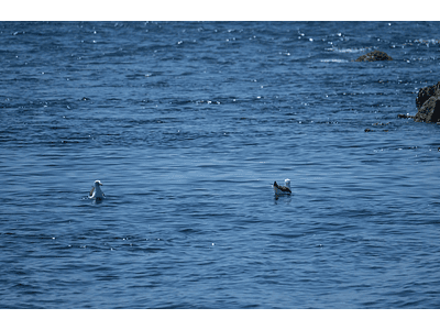 Photo seagulls swimming 0