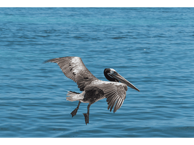 Photo pelican mooring 01