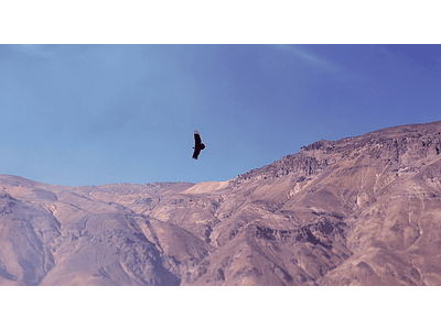 video Condor in the mountains 02 ok