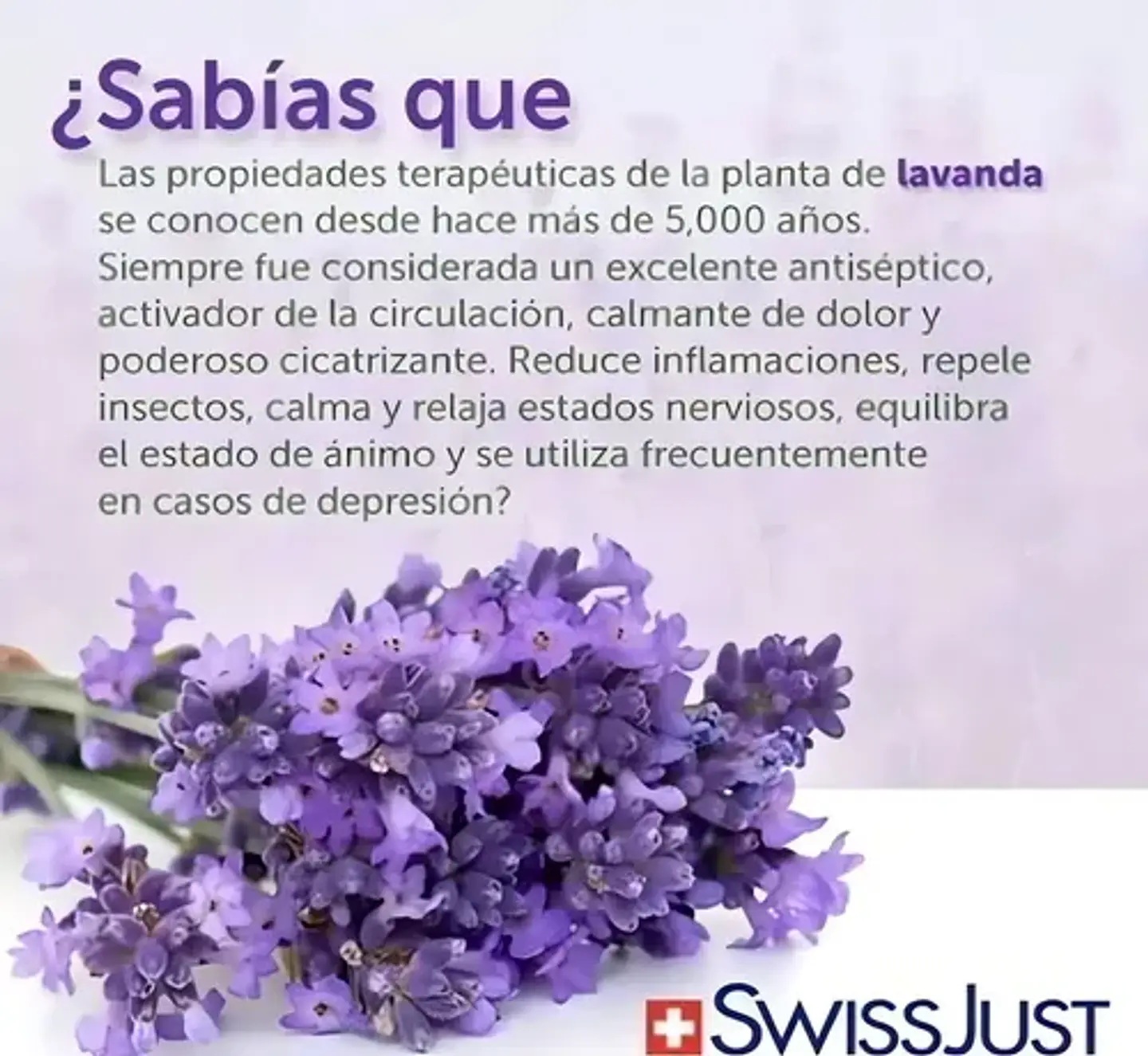 Aceite Esencial Lavanda Swiss Just 10 Ml 3