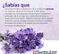 Aceite Esencial Lavanda Swiss Just 10 Ml - Miniatura 3