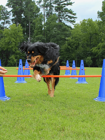 🐶 Set de Entrenamiento Agility para Perros🐶  3