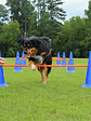 🐶 Set de Entrenamiento Agility para Perros🐶  - Miniatura 3